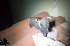 Renault-Goelette_norm-4